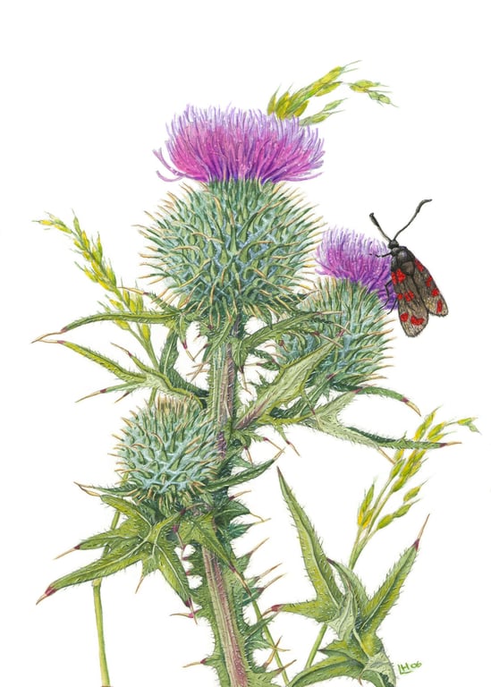 Original Scottish Thistle botanical painting on paper,double mounted and framed 