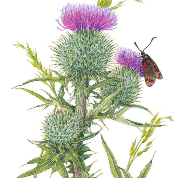 Original Scottish Thistle botanical painting on paper,double mounted and framed 