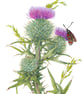 Original Scottish Thistle botanical painting on paper,double mounted and framed 