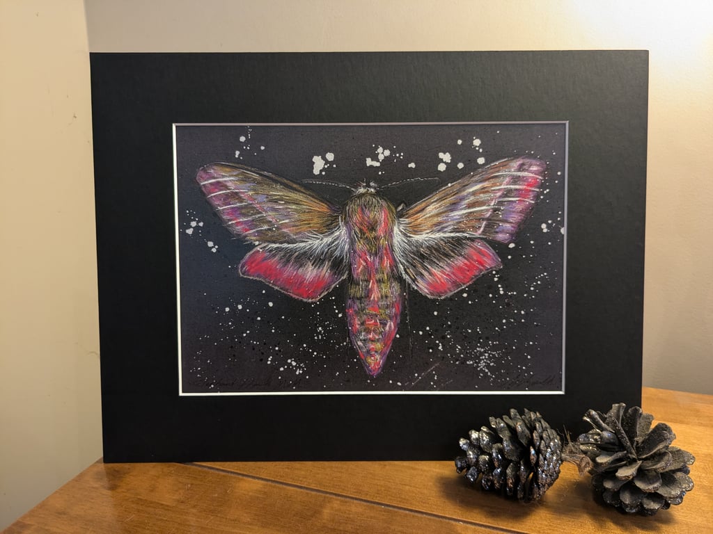 Elephant Hawk Moth, an A4 or A3 print of an original drawing