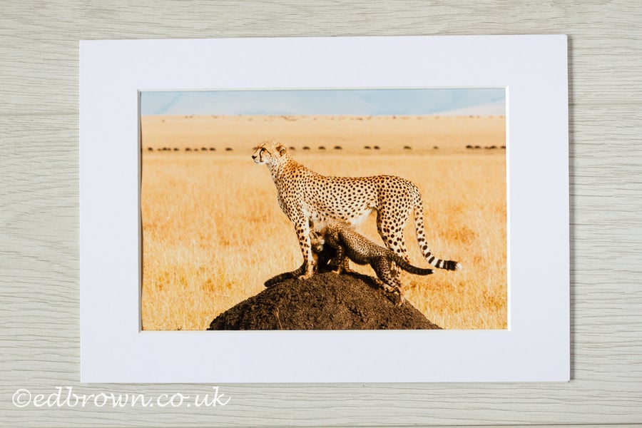 Cheetah on the look out, Masai Mara, photographic print