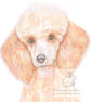 Blanche the Poodle - Blank Card - Image 1