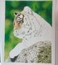 Tiger Blank Greetings Card Printed from Original Art - Image 4