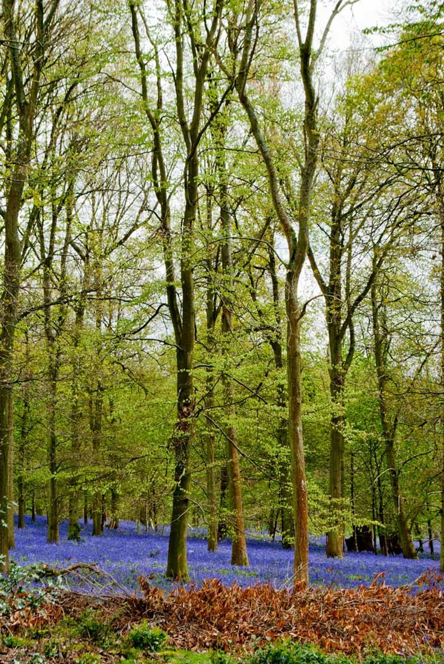 Bluebell Woods Bluebells Greys Court Oxfordshire UK 12"x18" Print