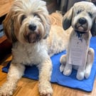 Tibetan Terrier 
