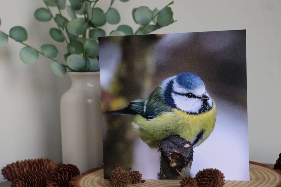Small But Mighty - Blue Tit - Blank Greetings Card