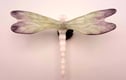 Fused-glass Dragonflies