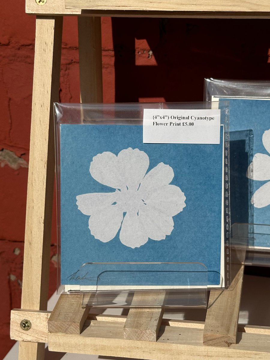 Large Cosmos Flower Cyanotype Print – Handmade Sun Print (4"x4")