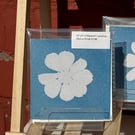 Large Cosmos Flower Cyanotype Print – Handmade Sun Print (4"x4")
