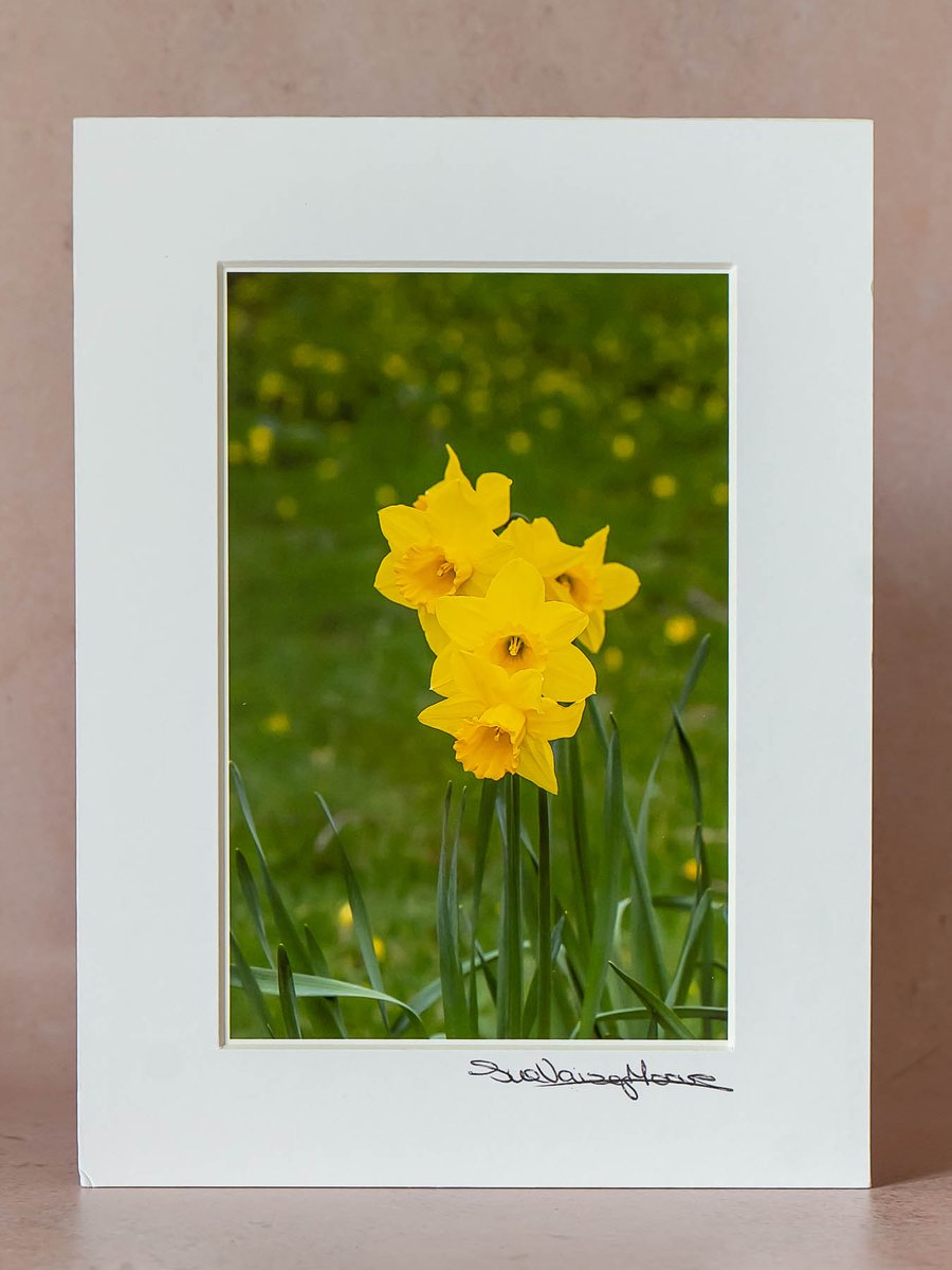 Original Limited Edition Photographs of Flowers