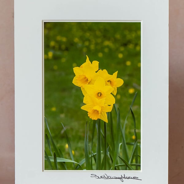 Original Limited Edition Photographs of Flowers