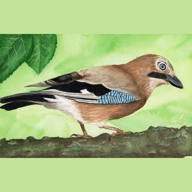 Watercolour Euroasian Jay Original A4 Painting