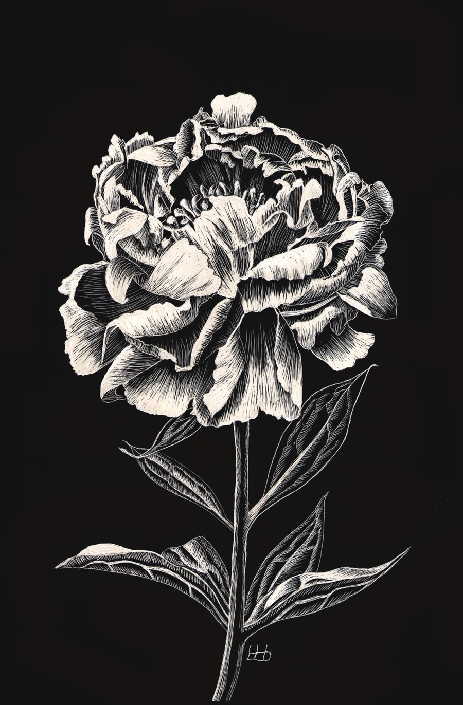 Peony Rose scraperboard illustration, unmounted, 15.2 by 23cm