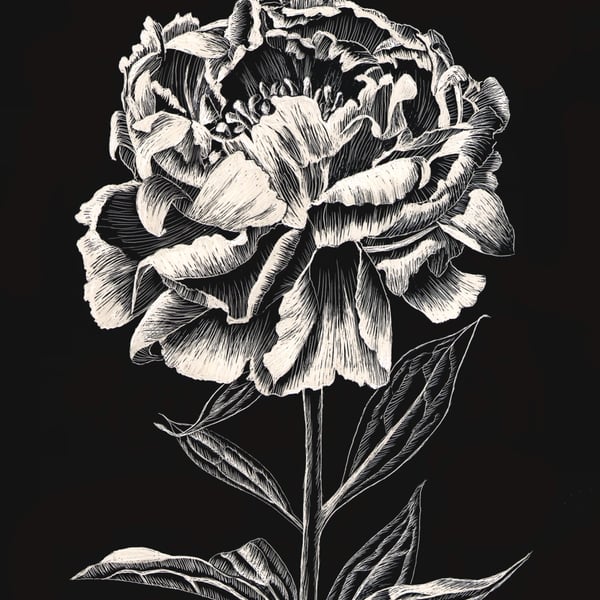 Peony Rose scraperboard illustration, unmounted, 15.2 by 23cm