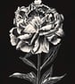 Peony Rose scraperboard illustration, unmounted, 15.2 by 23cm