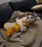 Cat kicker toy - Image 4