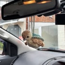Amigurumi crochet car hanging turtle duck inspired by avatar the last airbender