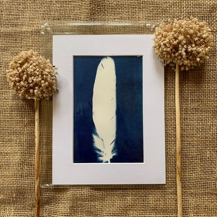 Cyanotype Feather 2