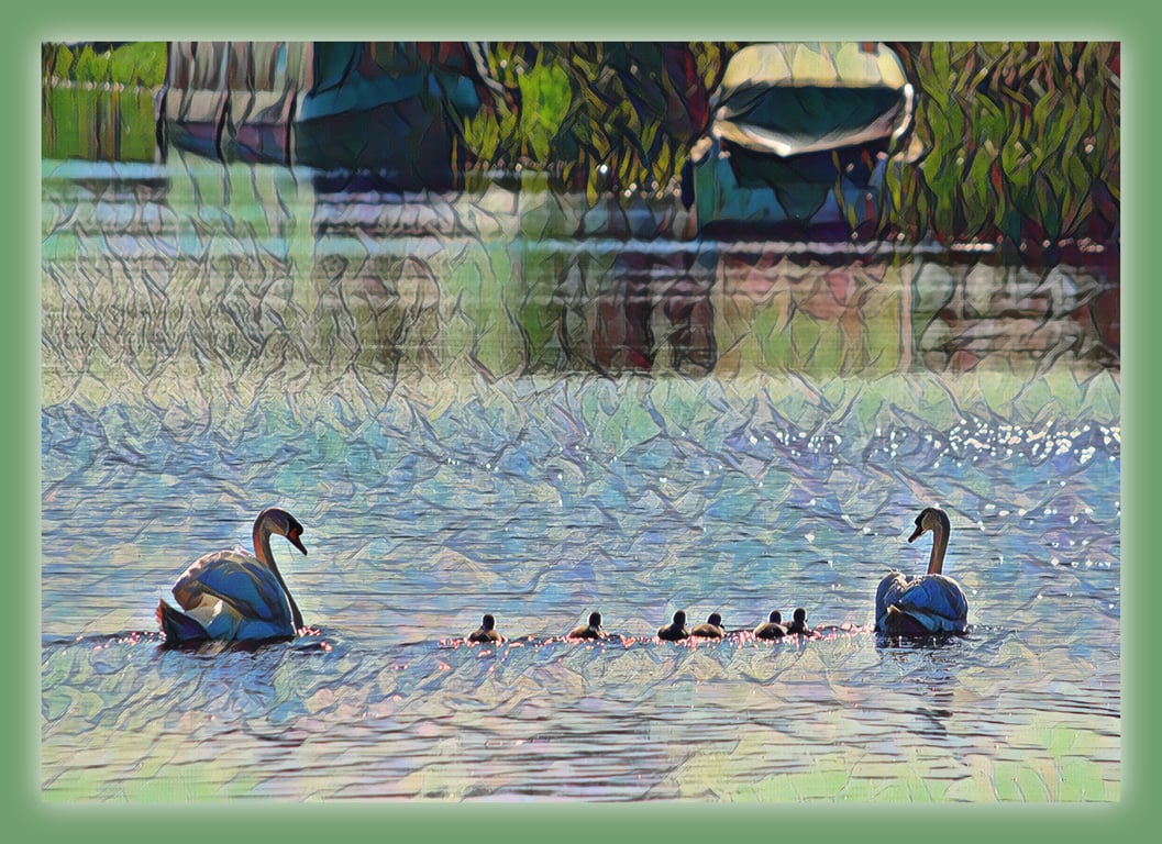 Arty Swans with Chicks Norfolk Creek Greeting Card A5