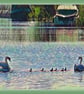Arty Swans with Chicks Norfolk Creek Greeting Card A5
