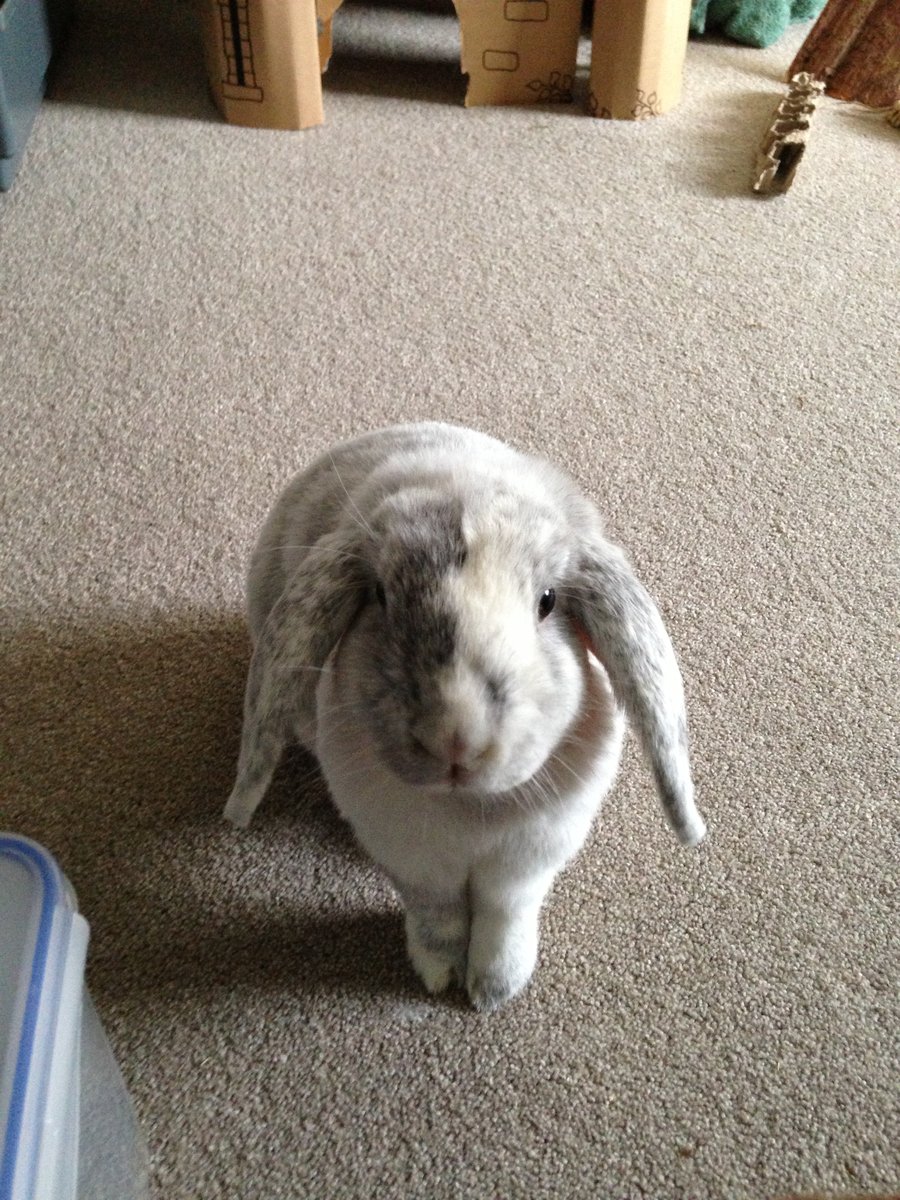 Little House Rabbit