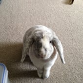 Little House Rabbit
