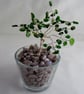  Chrome Diopside Gemstone Tree. - Image 5