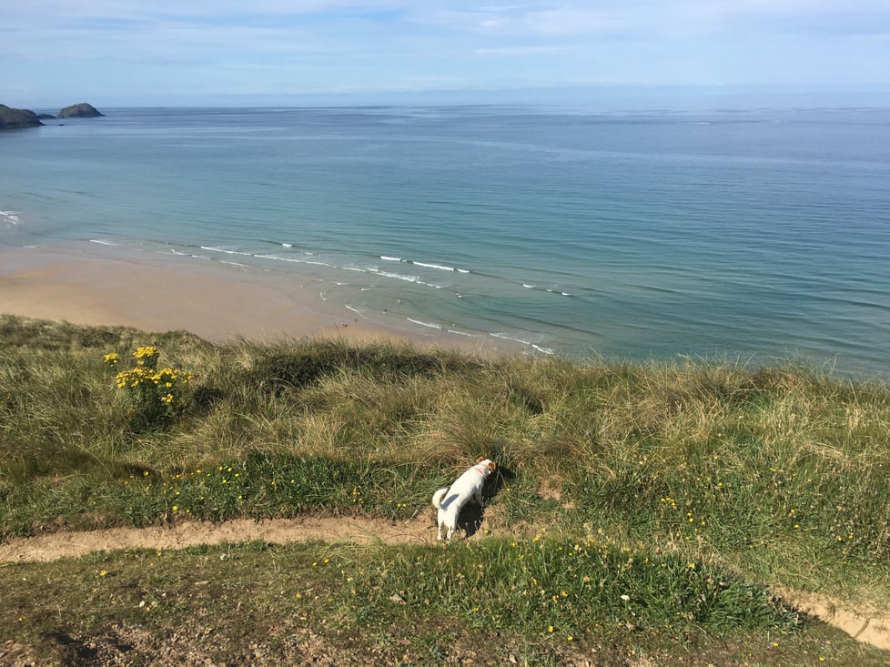 Silver Dog Jewellery