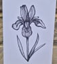 Iris blank greetings card (A6)