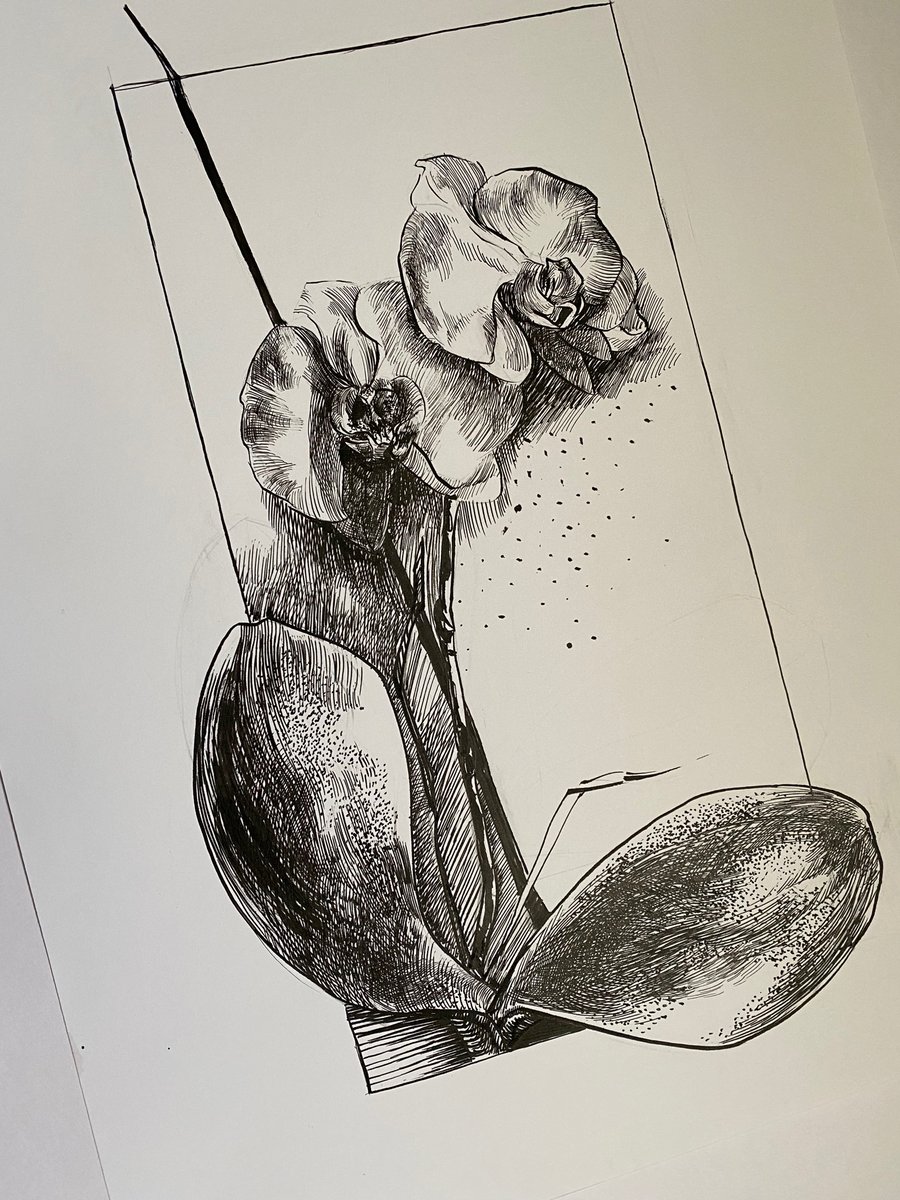 Hand drawn orchid, ink drawing , Orchid lovers , Botanical orchid art.