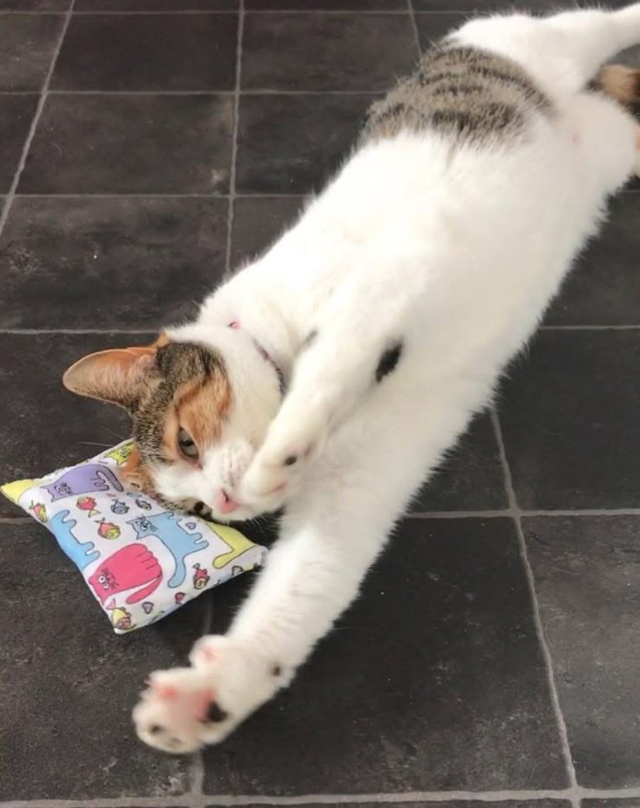 Catnip pillows