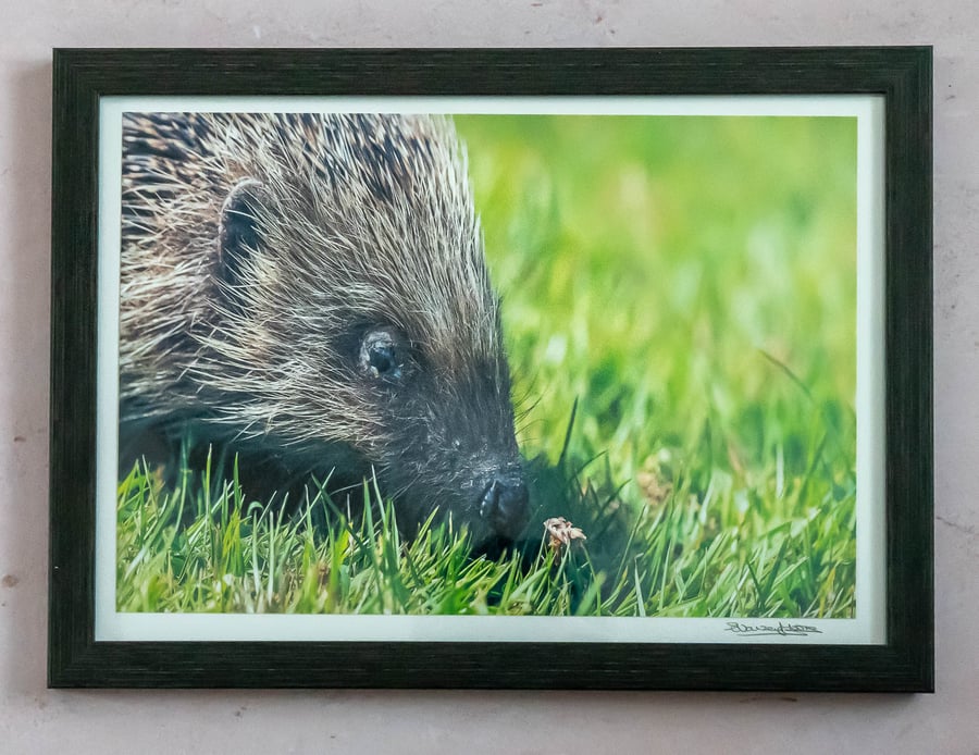 Original Framed Photo of a Hedgehog