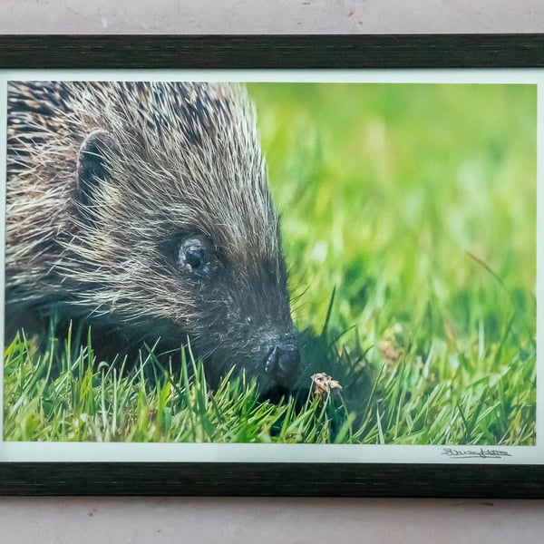 Original Framed Photo of a Hedgehog