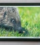 Original Framed Photo of a Hedgehog - Image 1