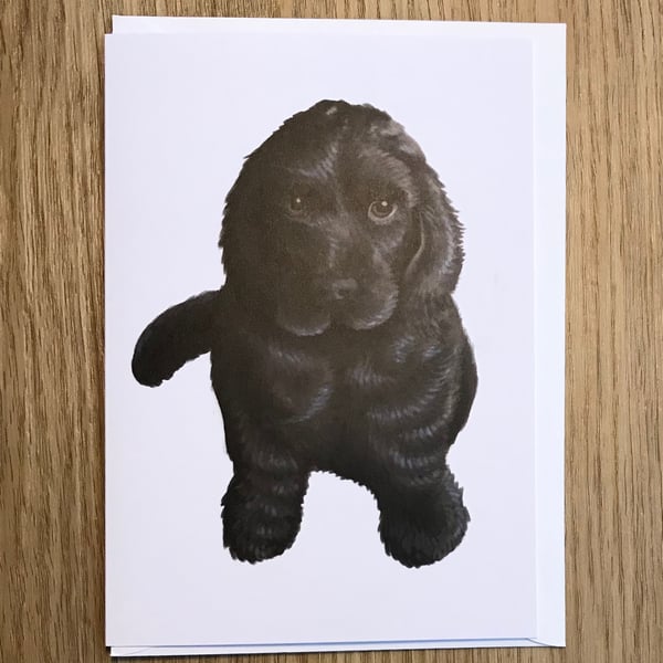 Cocker Spaniel Pup blank greeting card