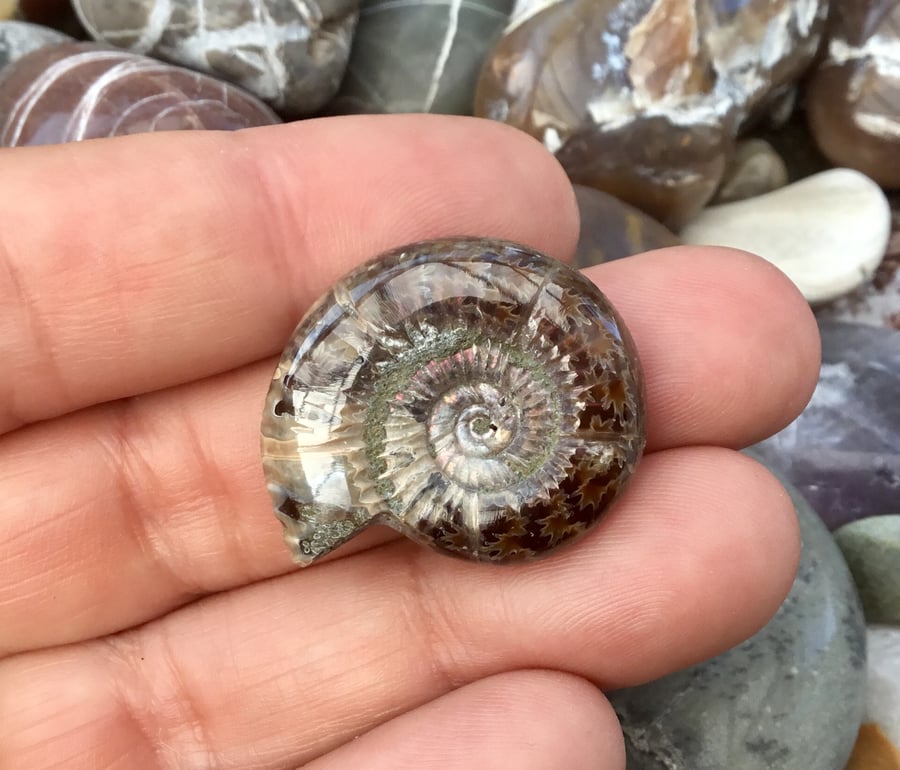 Stunning and Detailed Full Polished Ammonite for Jewels or Crafting Project.