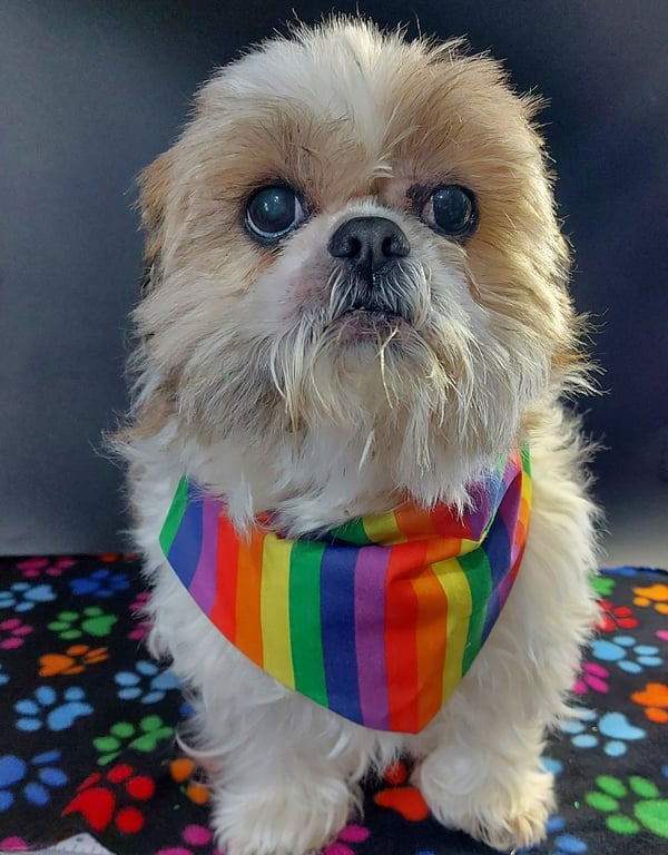 Handmade Dog Bandana Rainbow Stripe fabric bandana for puppy, dog Personalised d