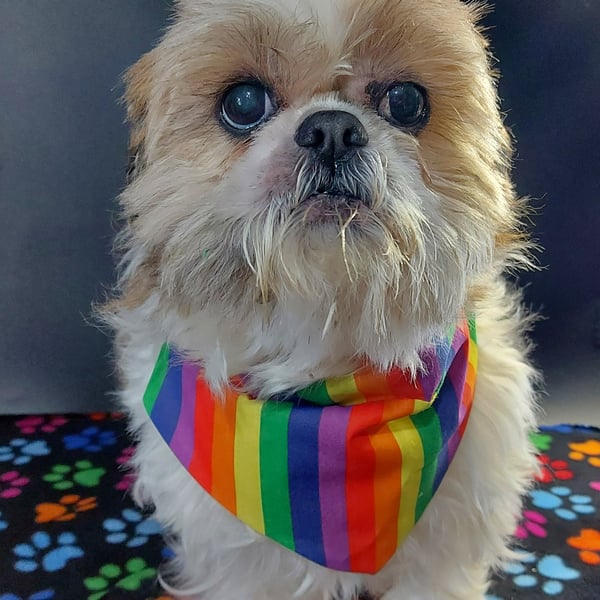 Handmade Dog Bandana Rainbow Stripe fabric bandana for puppy, dog Personalised d