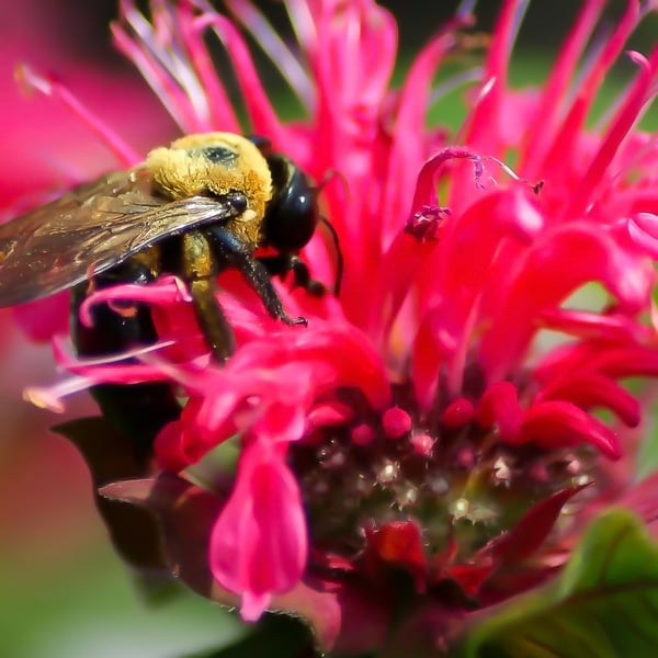 Monarda Bee Balm - Photographic Print Greetings Card