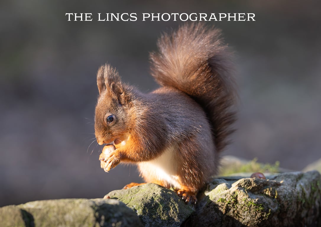 Red Squirrel print (Limited edition of 10)