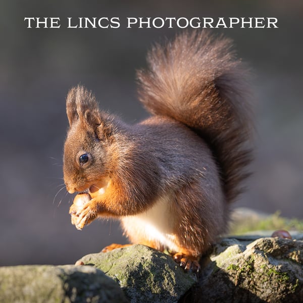 Red Squirrel print (Limited edition of 10)