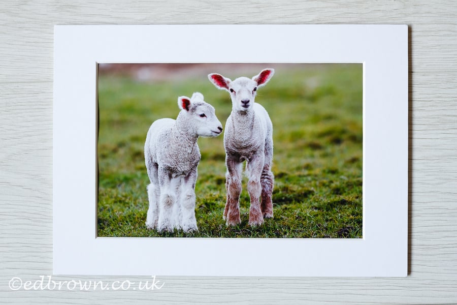 Spring lambs photographic print