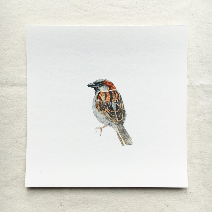 Watercolour sparrow giclée print