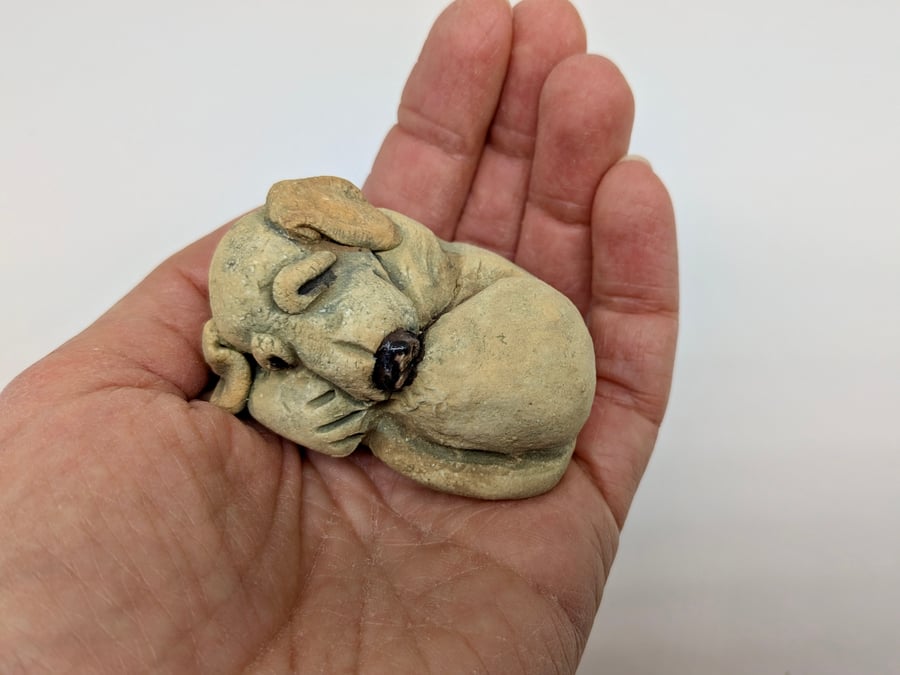 Mini Curled Yellow Labrador 