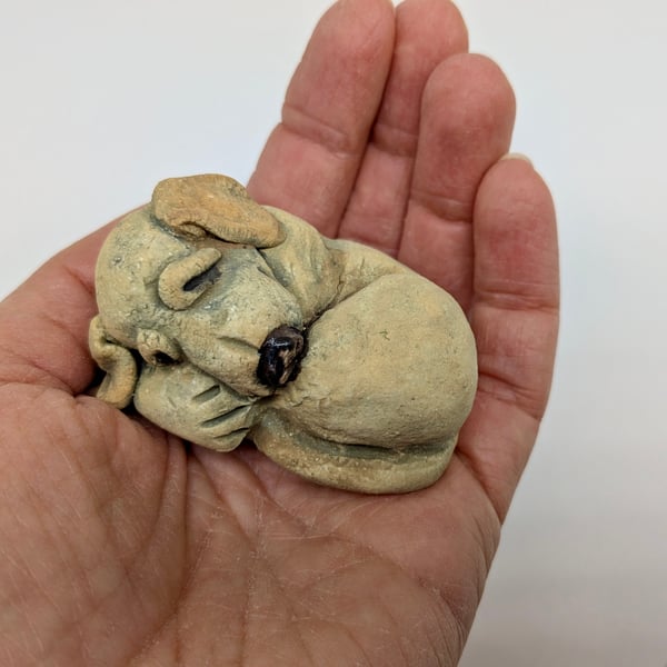 Mini Curled Yellow Labrador 