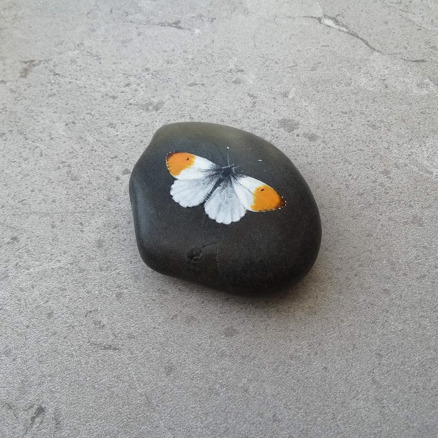 Original Art Orange Tipped Butterfly Hand Painted Stone Pebble