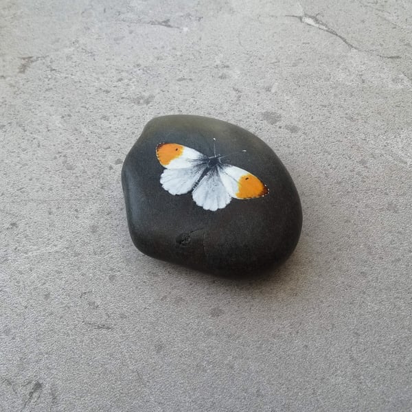 Butterfly Art  Hand Painted Stone Pebble 'Orange Tipped Butterfly'