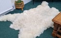 Living Sheep rugs and cushions