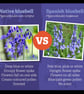 Bluebells,crochet British bluebells.  - Image 8