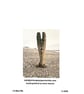 Ibis; greetings card, blank inside, printed on card and photographic paper - Image 2